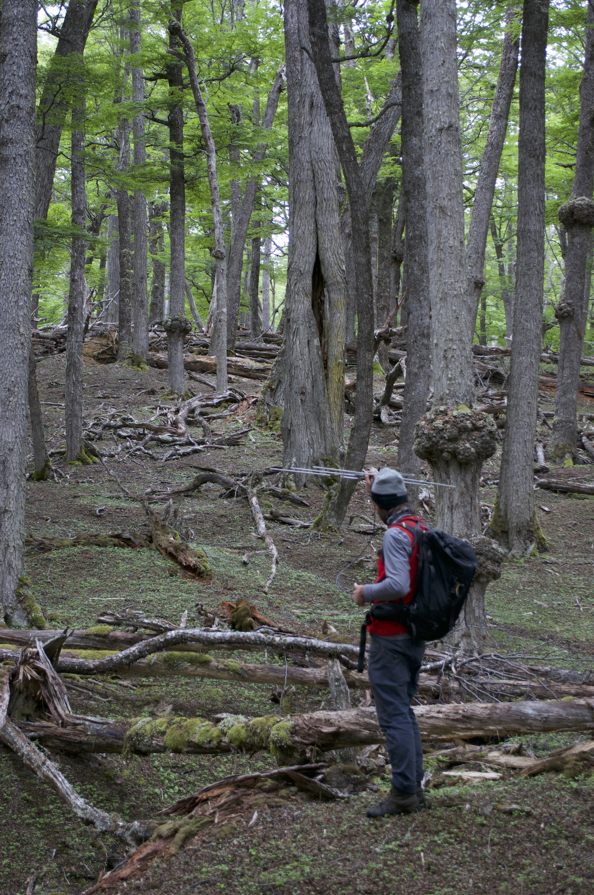Buscando individuos por telemetría en un bosque de lenga. Foto: The Trackers